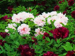 -莲花池公园