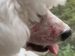 -猫狗日记·自助洗护·宠物寄养·售卖