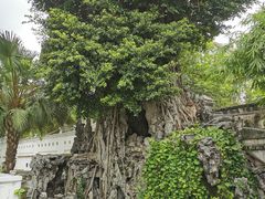 -荔湾湖公园