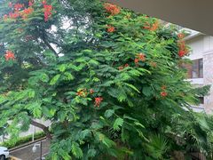 -采粤轩中餐厅(惠州金海湾喜来登度假酒店)