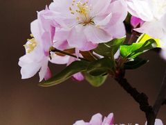 -海棠花溪(元大都城垣遗址公园)