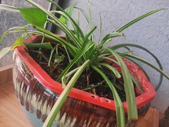 -麦多和·麦多馅饼(关虎屯店)