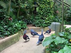 -新加坡飞禽公园