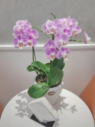 -YESIDO椰岛美容