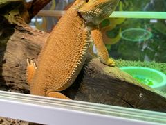 -酷以爬仙阁实体爬宠店·守宫·蜥蜴·专业繁育