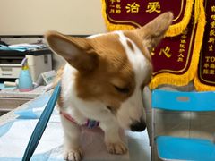 -半岛宠物医院24小时(白果林店)