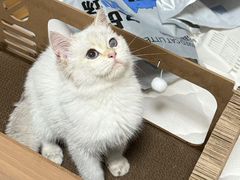 -艾贝尔宠物医院 ·内科全科(梁溪路店)