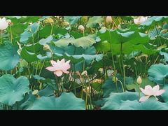 -龙头寺公园