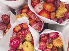 -三圣花乡旅游区