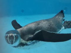 -帝企鹅自助餐厅•儿童岛•真企鹅(长隆企鹅酒店)