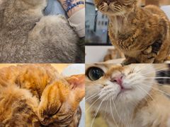 -有喵·猫咖·狗咖·30几只猫10只小狗(岗厦店)