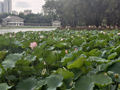 -荔湾湖公园