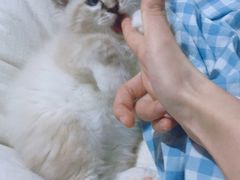 -喵zoo家庭繁育猫舍(尖东智能花园店)