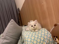 -屋虎猫馆(宝安大仟里店)