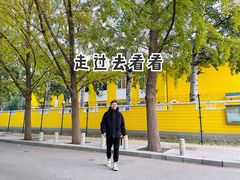 -三里屯东五街银杏大道
