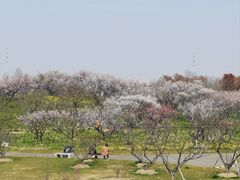 -上海海湾国家森林公园