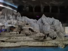 -帝企鹅自助餐厅•儿童岛•真企鹅(长隆企鹅酒店)