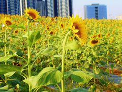 -光明小镇欢乐田园