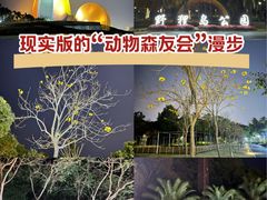-野狸岛