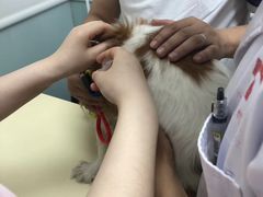 -全心全意连锁动物医院(加州店)
