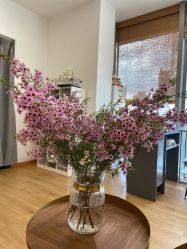 -盼兮·日式美睫沙龙