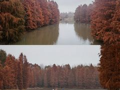 -上海海湾国家森林公园