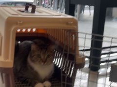 -艾贝尔宠物医院 ·中兽医·宠保定点(北门桥店)