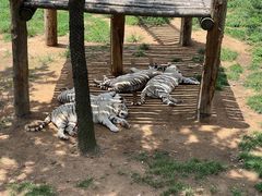 -西霞口神雕山野生动物世界