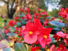 -上海共青森林公园