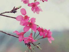 -天适樱花悠乐园