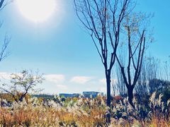 -东郊湿地公园