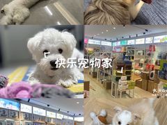-翊宠yipet猫狗购宠庄园