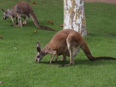 -西霞口神雕山野生动物世界