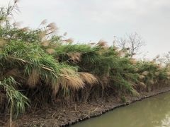 -大湾区中央湿地公园