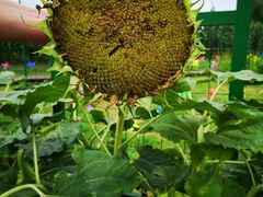 -上膳源有机农场