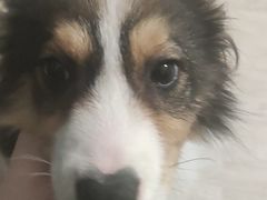 -爱侣宠医·鹦鹉专科·小型哺乳类·异宠专科(灵石路店)