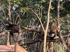 景点-成都大熊猫繁育研究基地