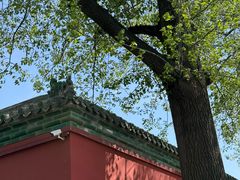 -同和居(什刹海店)