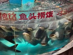 -魏铭鱼头捞饭(晋阳路店)