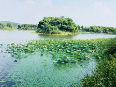 -上海市保健医疗中心(华东疗养院)