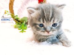 -十年猫舍·猫咪专门店(普陀店)