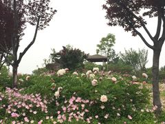 -洛阳市牡丹公园