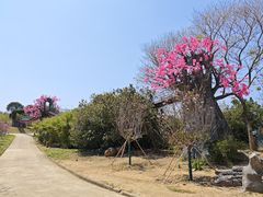 -天适樱花悠乐园