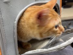 -动物缘宠物医院·骨科·猫科(西二环店)