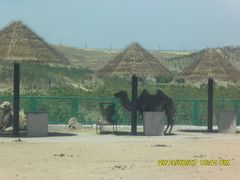 -鄂尔多斯野生动物园