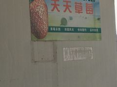 -青浦采草莓天天草莓园