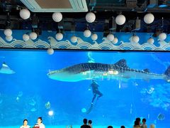 -烟台海昌鲸鲨海洋公园