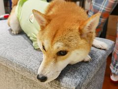 -逗柴咖啡屋·狗咖猫咖宠物桌游