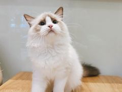 -Pets First伊珊娜洗护·精致美容·家庭式寄养(新会路店)