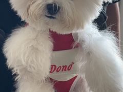 -宠爱国际动物医院· 猫科· 外科·中兽医(长白店)